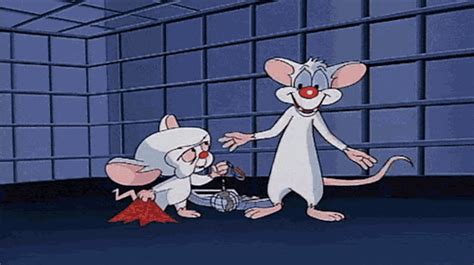 pinky and the brain gif|pinky and the brain animated.